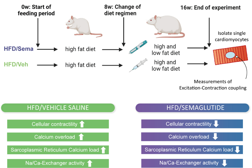 Die Grafik zeigt, wie der Glucagon-like Peptide-1-Rezeptor-Agonist (GLP-1-RA) Semaglutid die Funktion von Kardiomyozyten bei Ratten, die einer fettreichen/fruktosereichen Diät (HFD) ausgesetzt waren, wiederherstellt.