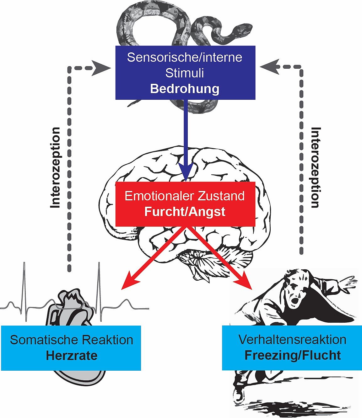 Bitte anklicken zum Vergrößern Bild von Neuronalem Schaltkreis