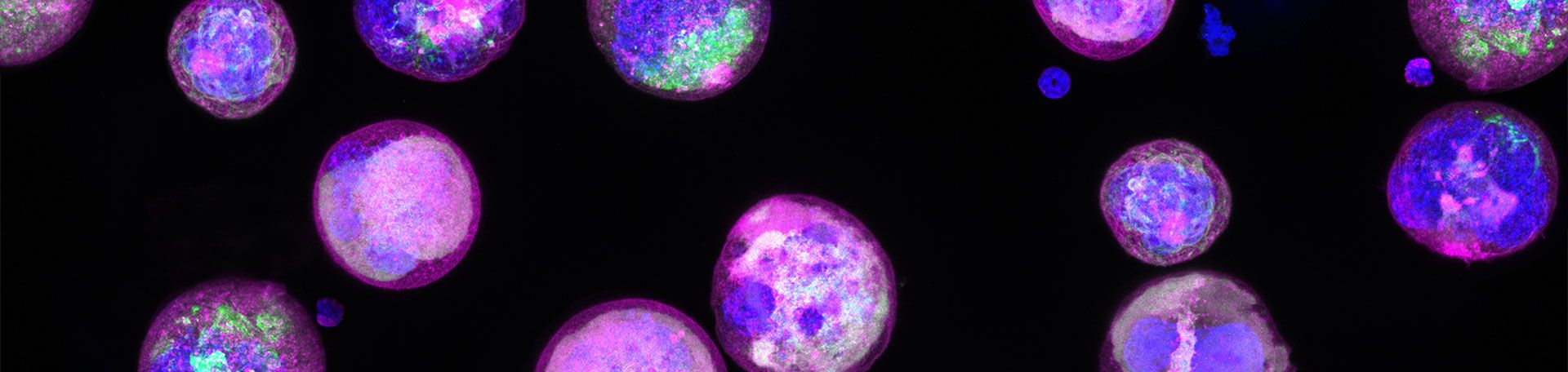 Illustrationsbild Experimentelle Biomedizin