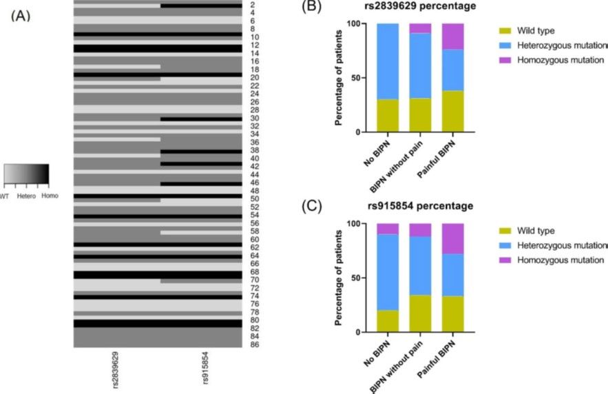 Die Graphik links zeigt die Sequenzierung der beiden SNP-Varianten der 88 Patientinnen und Patienten. Eine schwarze „durchgezogene“ Linie weist zum Beispiel auf eine homozygote Veränderung sowohl von rs2839629 als auch von rs915854 hin.