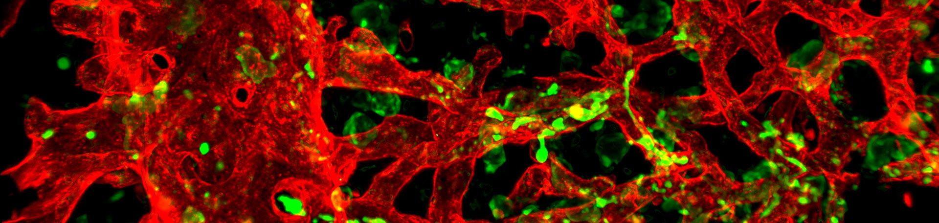 Illustrationsbild Experimentelle Biomedizin 