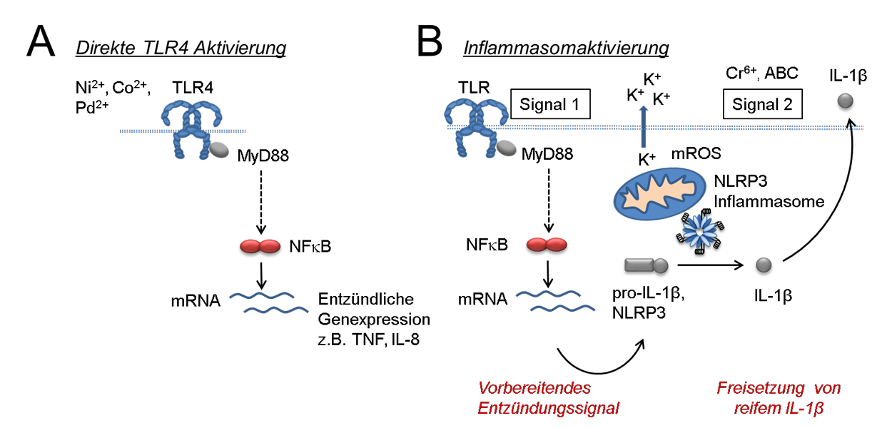 Beispiele PRR-vermittelter entzündlicher Genexpression durch Metall- und Medikamentenallergene Schaubild: Beispiele PRR-vermittelter entzündlicher Genexpression durch Metall- und Medikamentenallergene