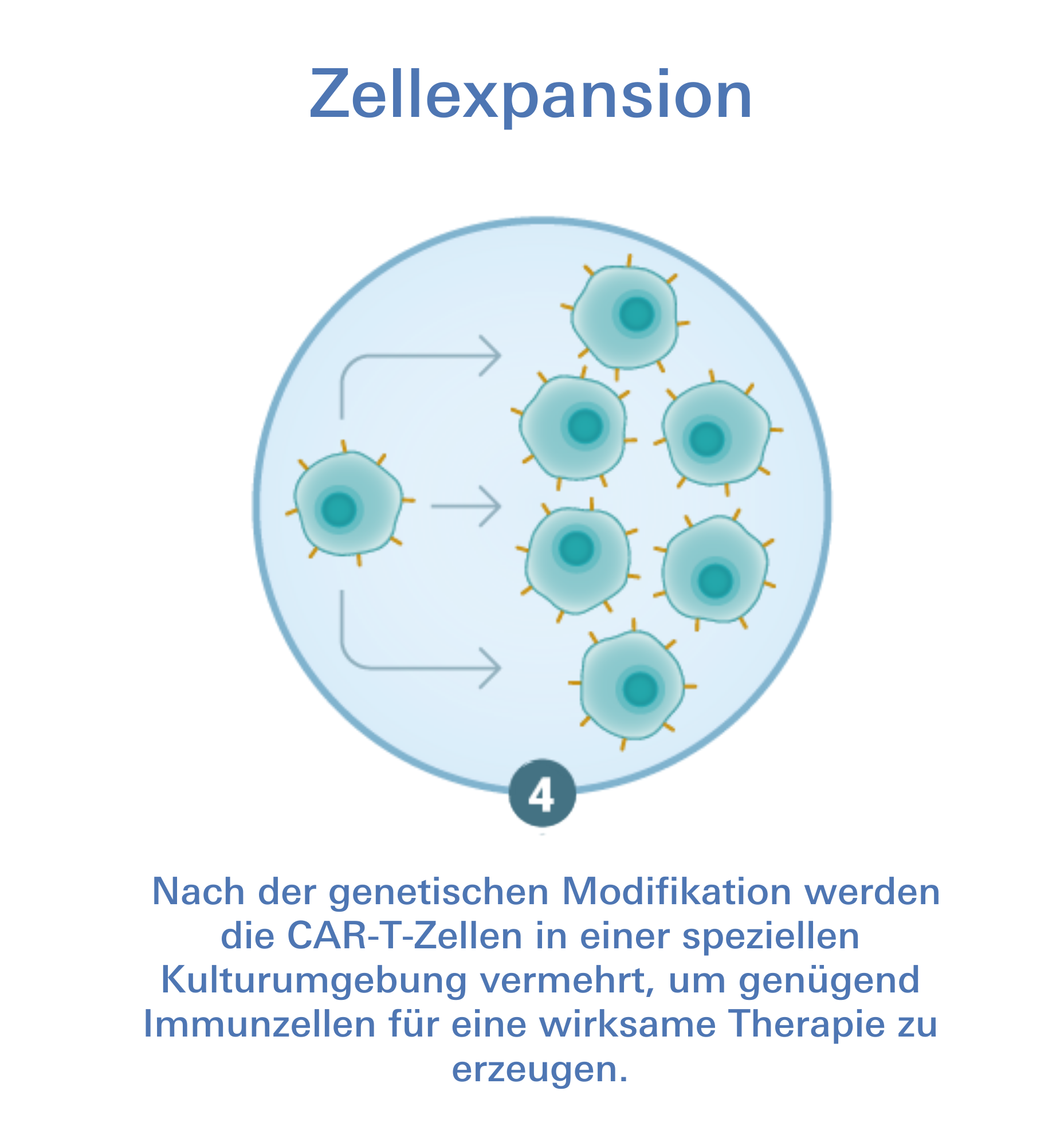 CAR-T-Zelltherapie Zellexpansion