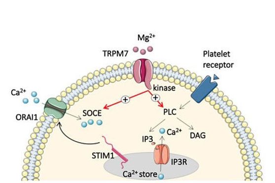 Thrombozyten Regulation der Ca2+-Homöostase in Thrombozyten durch den Mg2+ Kanal TRPM7. Das TRPM7-Protein fungiert als Kanal für Magnesium-Ionen und darüber hinaus als Kinase. So fördert TRPM7 den Ca2+-Einstrom aus intrazellulären Speichern sowie über den ORAI1 Kanal in der Plasmamembran.