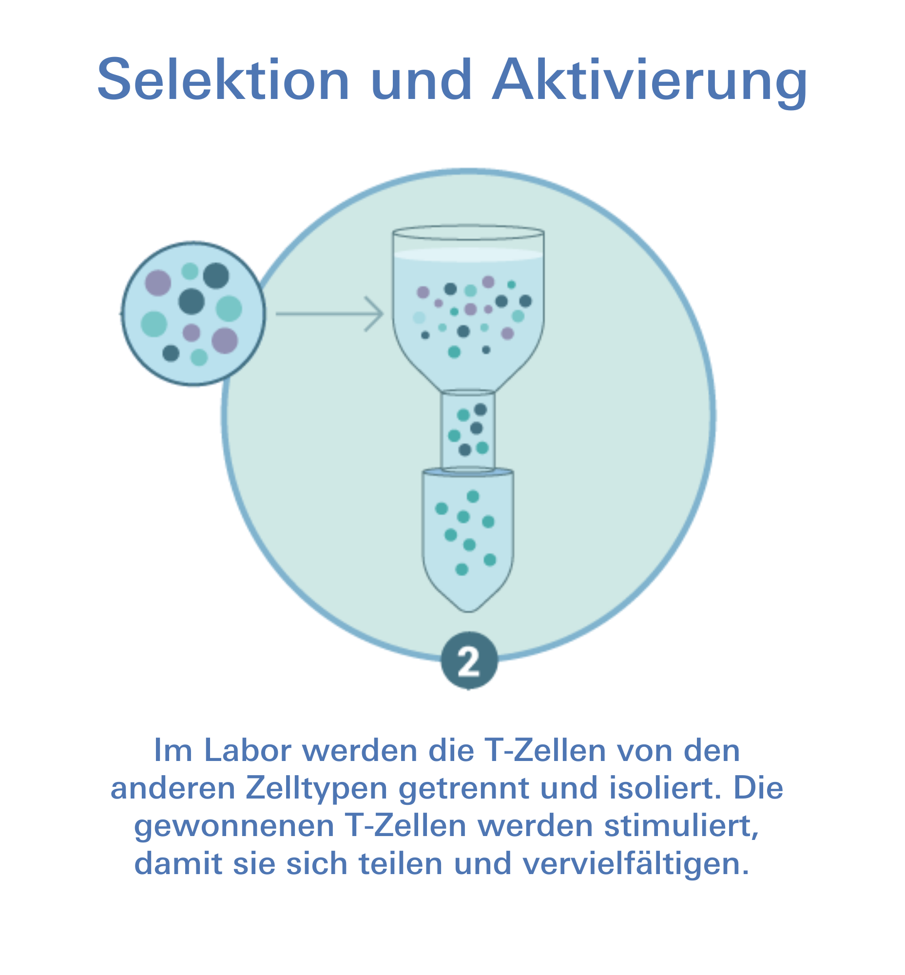 CAR-T-Zelltherapie Selektion und Aktivierung