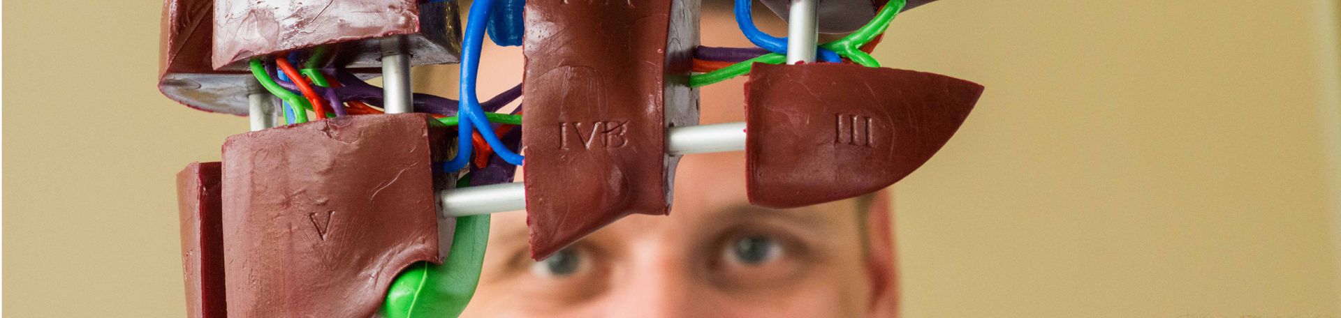 Modellbetrachtung Illustrationsbild: Arzt betrachtet Modell eines Organs