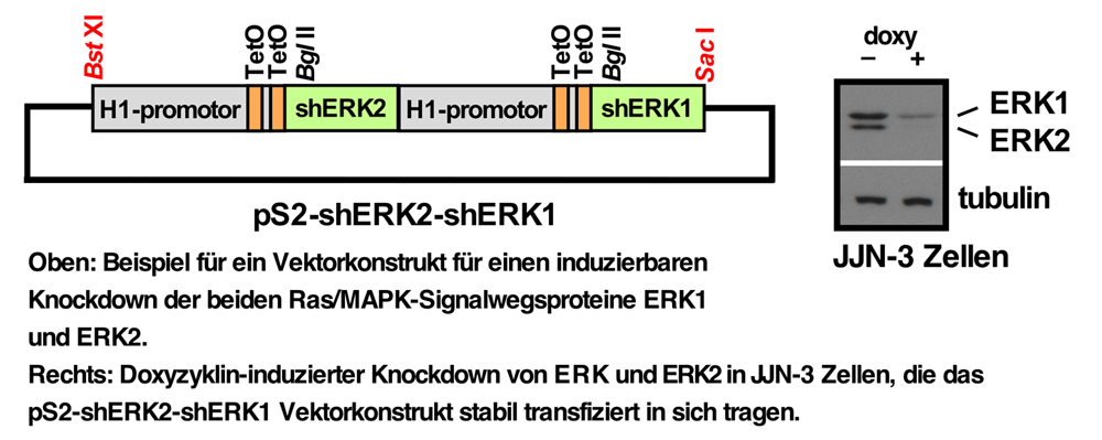 Schaubild zur funktionellen Tumorgenomik Schaubild zur funktionellen Tumorgenomik: Links: Beispieldarstellung für ein Vektorkonstrukt für einen induzierbaren Knockdown; rechts: Darstellung eines Doxyzyklin-induzierten Knockdowns