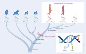 Grafik zur Evolution und Verbreitung der Fettleber-Genvariante