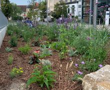 Für mehr Informationen hier klicken Blumenwiese mit einer Bank, auf der zwei Personen sitzen