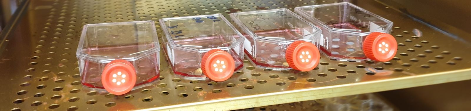 In-Vitro-Krankheitsmodelle, Bild: S-Krummer Proben in Plastikbehälter