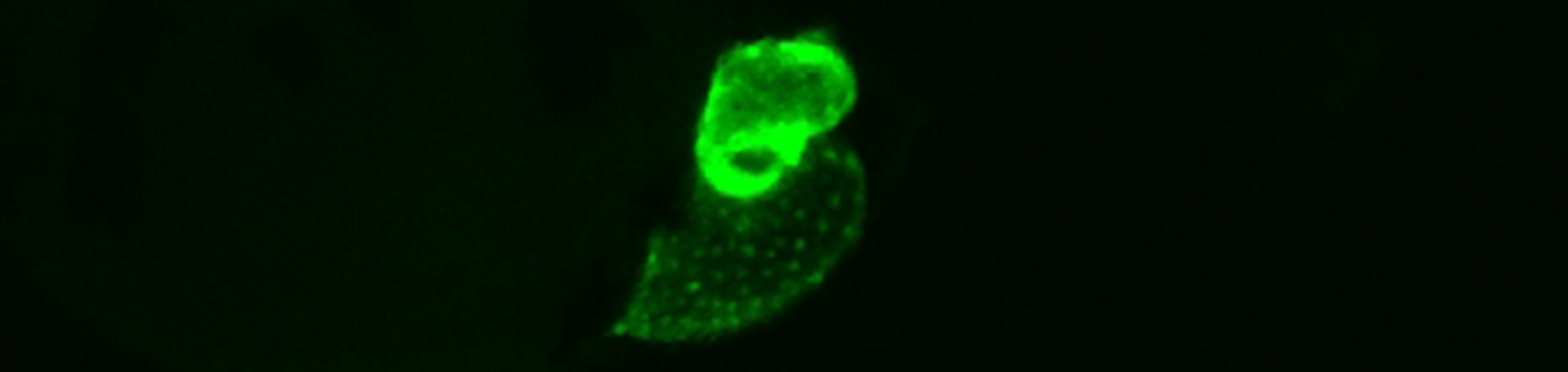 Illustration: Grün fluoreszierendes Herz eines Zebrafisches