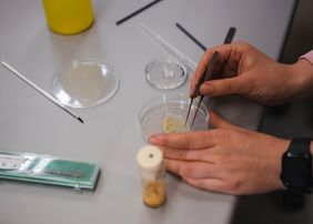 Nozizeptives Verhalten in Drosophila