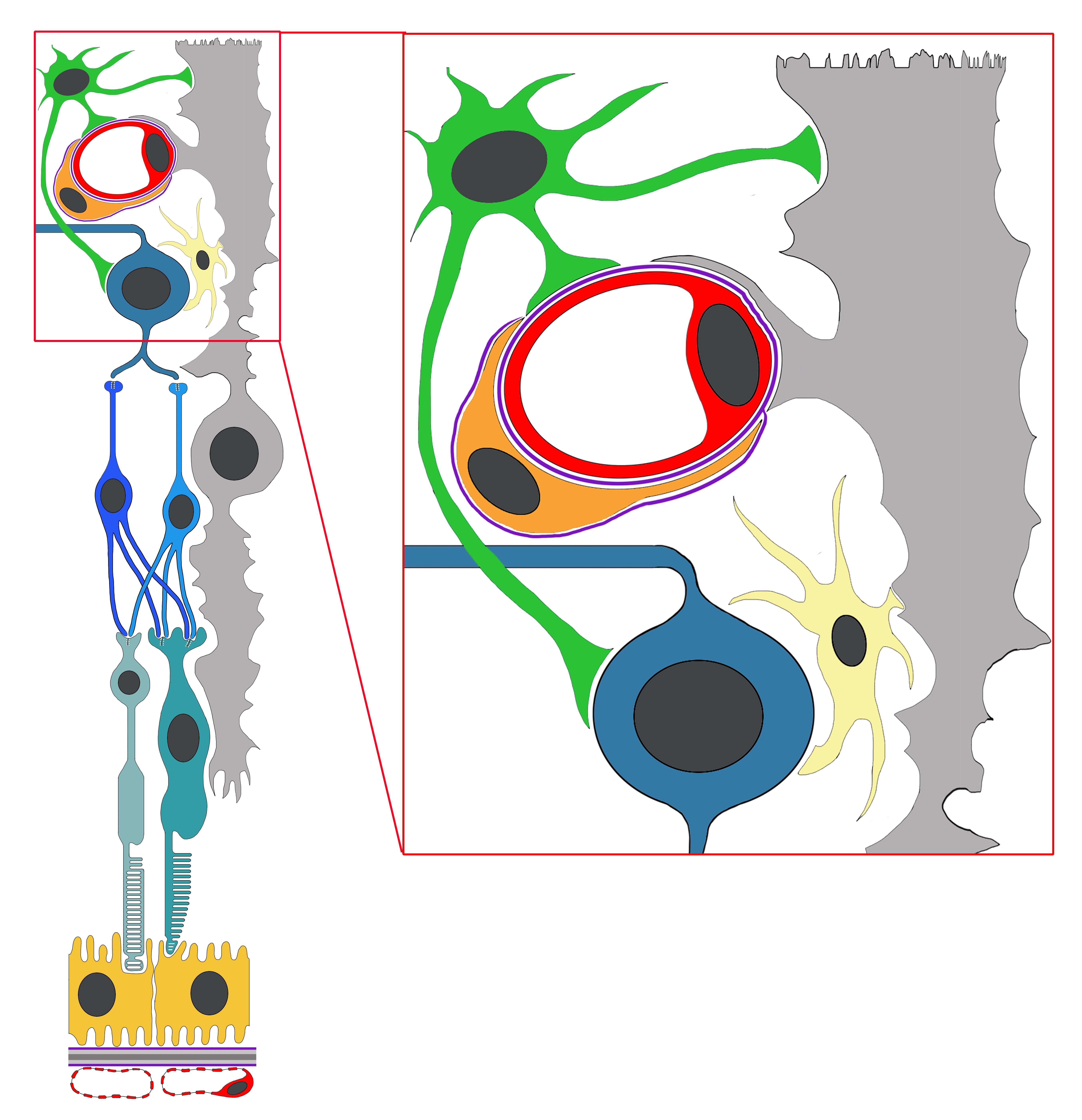 Retina und retinale neurovaskuläre Einheit Schematische Darstellung der Retina (links) und der retinalen neurovaskulären Einheit (rechts). Die neurovaskuläre Einheit der Retina besteht aus Endothelzellen (rot), Perizyten (orange), Astrozyten (grün), Müllerzellen (grau), Mikrogliazellen (gelb) und Ganglienzellen / Neuronen (blau). Illustration: N. Wagner
