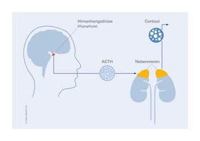 Darstellung der Hypophyse und den Einfluss von ACTH auf die Cortisol-Produktion der Nebenniere.