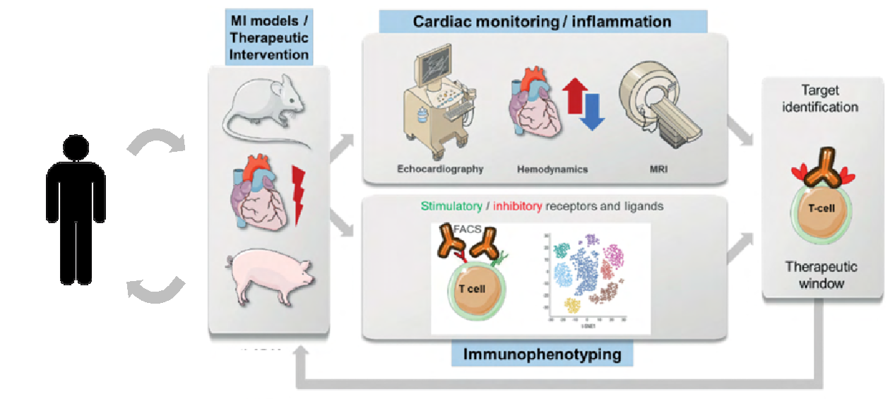 Graphical abstract of hypothesis and working plan of SFB project A4.