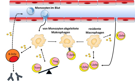 Monozyten und Makrophagen Graphik von Monozyten und Makrophagen