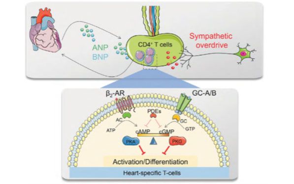 Illustrationsbild: Regulation der T-Zell-Reaktionen im Infarktbereich durch das neuroendokrine System