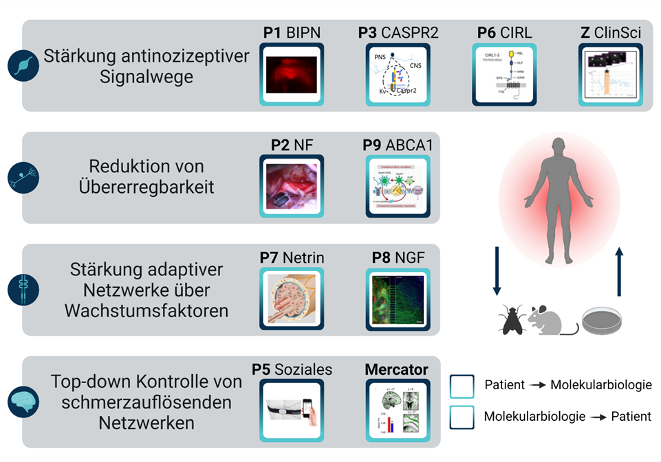 Die Grafik skizziert die vier Herangehensweisen und Methoden, welche die zehn Projektgruppen in translationalen Forschungsdesigns verfolgen, um die Schmerzrückbildung zu verbessern.