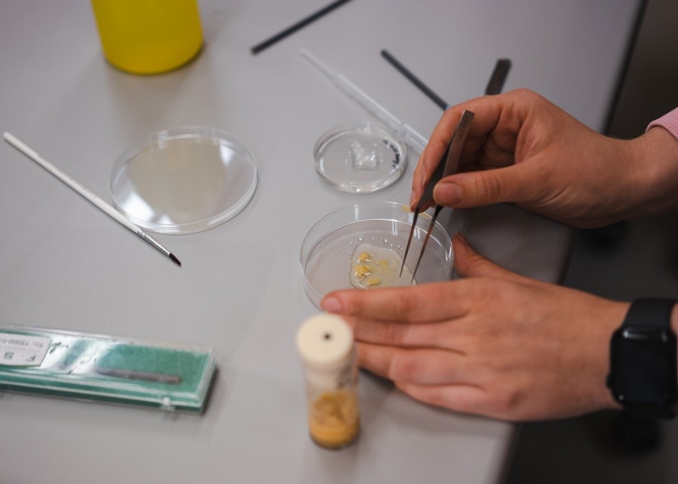 Nozizeptives Verhalten in Drosophila