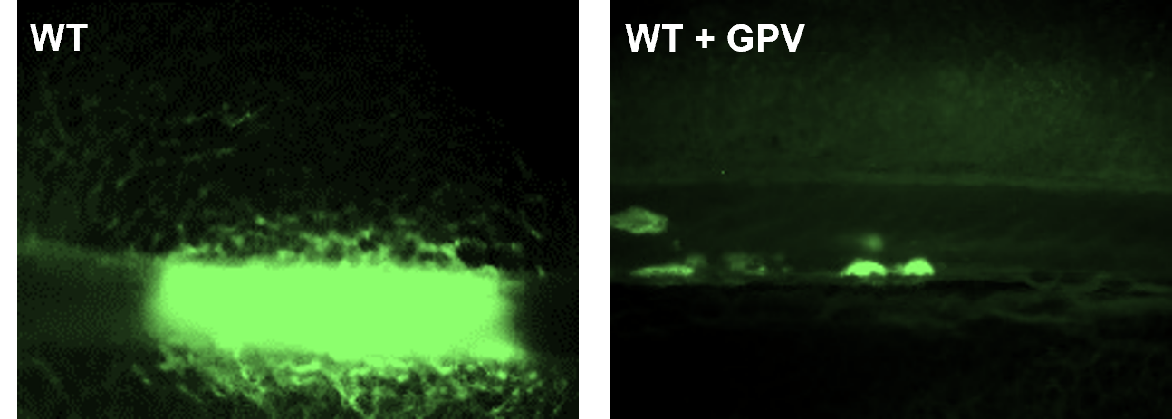 Experimentelles Modell zur Thrombose-Bildung Das Bild zeigt, dass lösliches GPV die Bildung eines Thrombus im Blutgefäß verhindern kann.