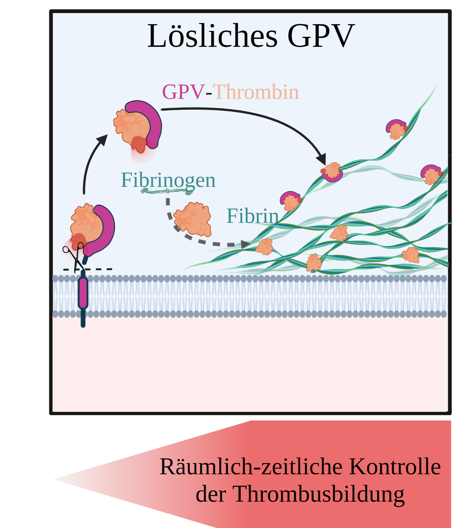 Grafik Thrombin GPV Fibrin Die Grafik zeigt, wie geschnittenes GPV an Thrombin bindet und die Fibrinbildung reduziert.