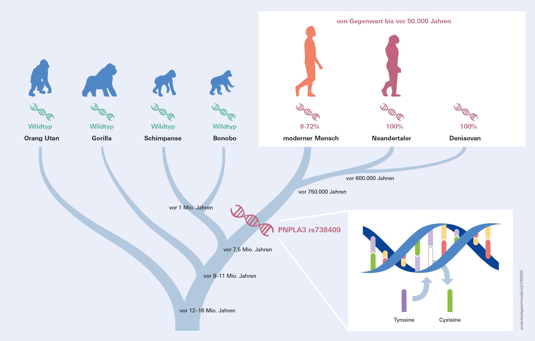 Evolution Fettleber-Gen Grafik zur Evolution und Verbreitung der Fettleber-Genvariante